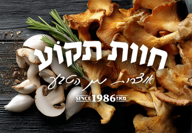 עיצוב לוגו ייחודי